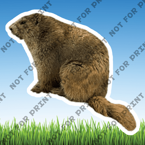 ACME Yard Cards Small Realistic Woodland Animals #001
